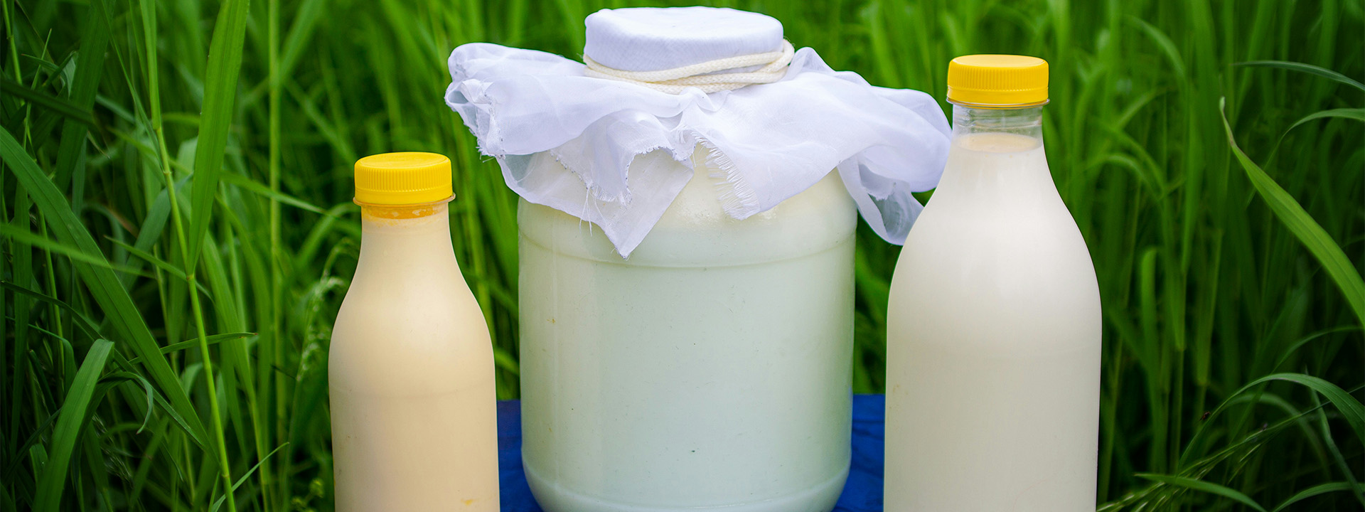 I formaggi grassi buoni alleati della salute cerebrale