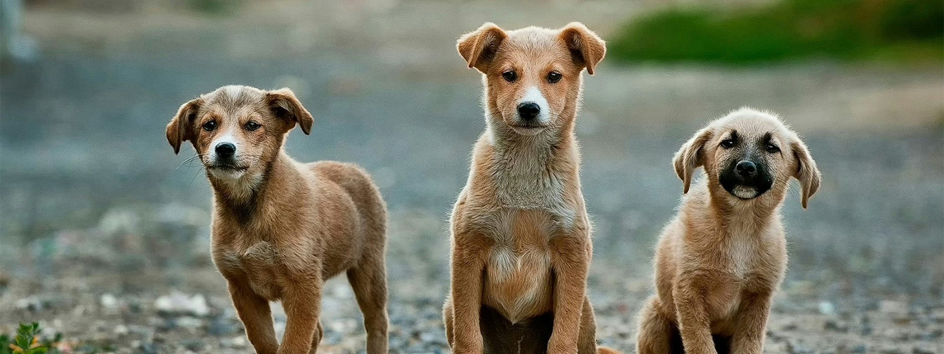 I cani con "il dono" imparano parole nuove origliando i padroni